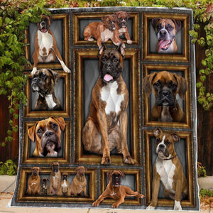 Boxer Dog BM1D